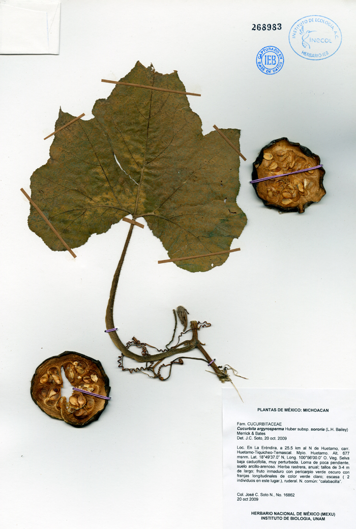 Curcubita argyosperma